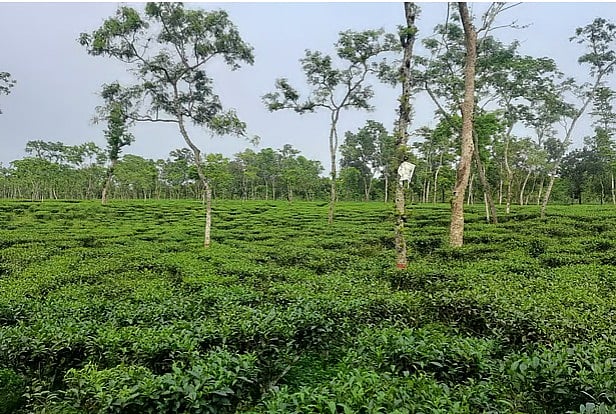 চা–বাগান