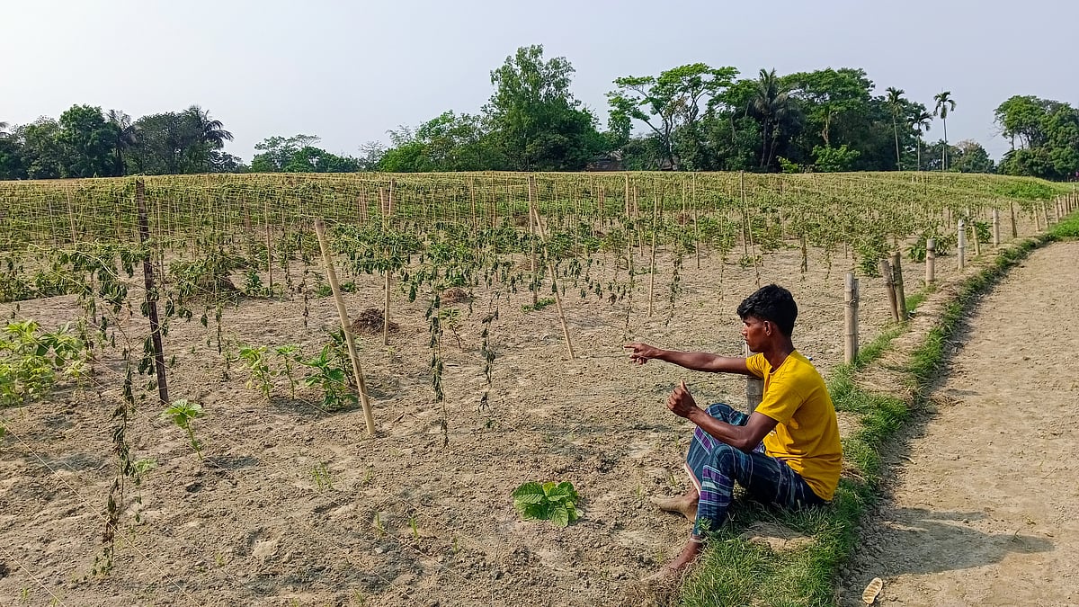 কিশোরগঞ্জের তাড়াইলে কৃষক আঞ্জু মিয়ার ৫০ শতাংশ জমির করলা ও চিচিঙ্গাগাছ উপড়ে ফেলে দিয়েছে দুর্বৃত্তরা। এত বড় ক্ষতির শিকার হবেন তিনি, সেটা ভাবতেও পারেননি। ছবিটি সোমবার দুপুরে তোলা।