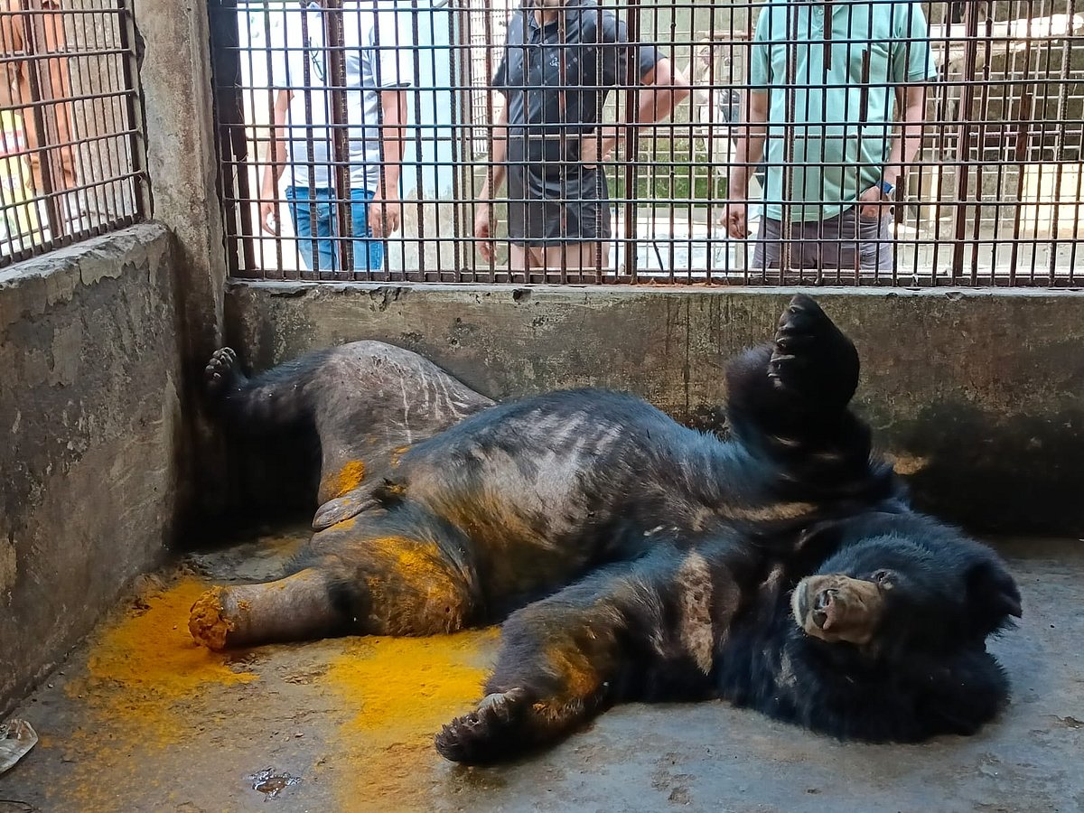 ভালুকের পচনধরা পায়ে হলুদের গুঁড়া ছিটানো হচ্ছে। গতকাল বিকেলে ময়মনসিংহ নগরের জয়নুল আবেদিন উদ্যানের মিনি চিড়িয়াখানা