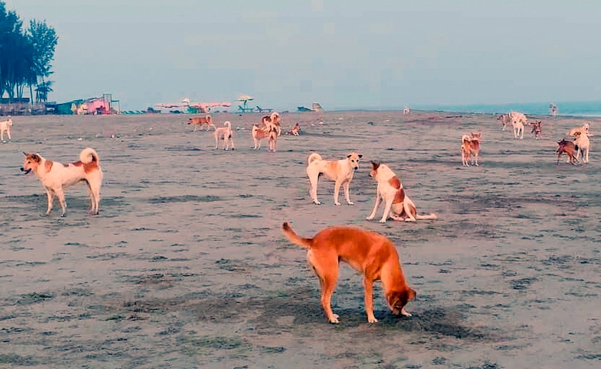 কক্সবাজারের সেন্ট মার্টিন সৈকতে কুকুরের দল