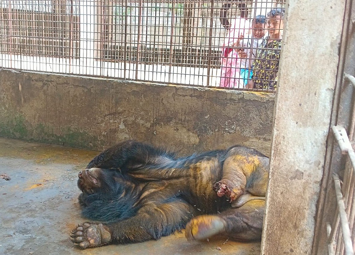 ময়মনসিংহ নগরের জয়নুল আবেদিন উদ্যানে বেসরকারি উদ্যোগে হওয়া মিনি চিড়িয়াখানার ভালুকের শরীরে পচন ধরেছে। যন্ত্রণায় ছটফট করছে ভালুকটি