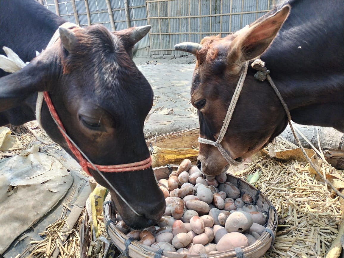 বাজারে প্রত্যাশিত দাম না মেলায় গরুকে আলু খাওয়াচ্ছেন রংপুরের তারাগঞ্জ উপজেলা কৃষকেরা। আজ সকালে ইকরচালী ইউনিয়নের প্রামাণিকপাড়া গ্রামের এক কৃষকের উঠোনে