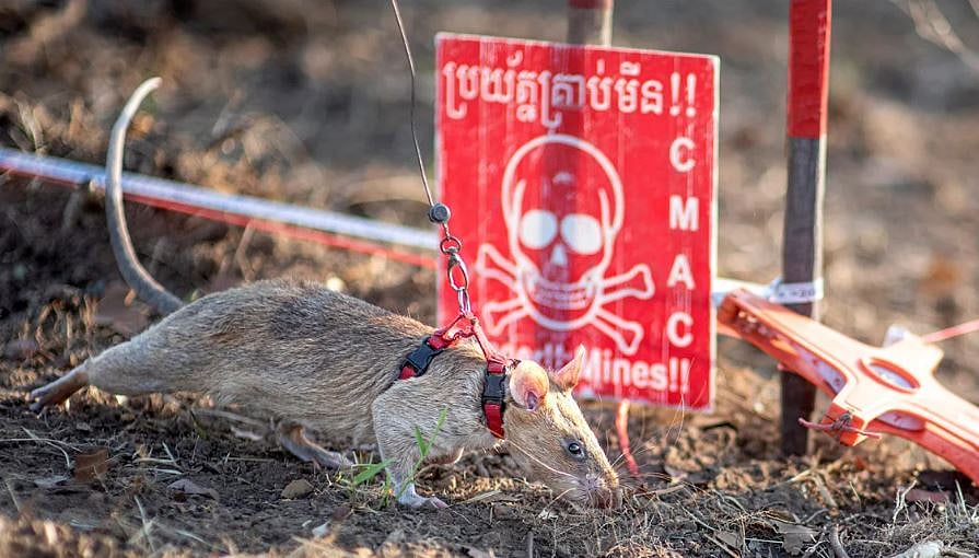 স্থলমাইন খুঁজে বের করছে ইঁদুর রনিন