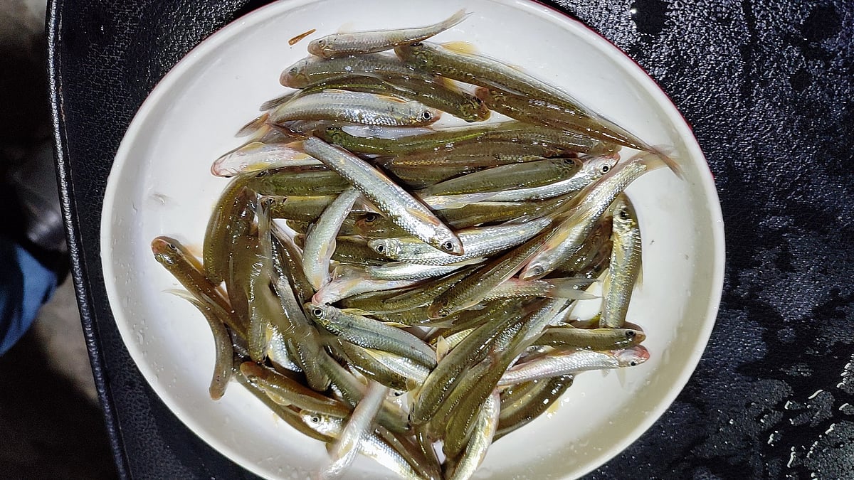 নীলফামারীর সৈয়দপুরে মৎস্য গবেষণা ইনস্টিটিউটের স্বাদুপানি উপকেন্দ্রে গোটালি মাছের কৃত্রিম প্রজনন ও পোনা উৎপাদন কৌশল সফল হয়েছে