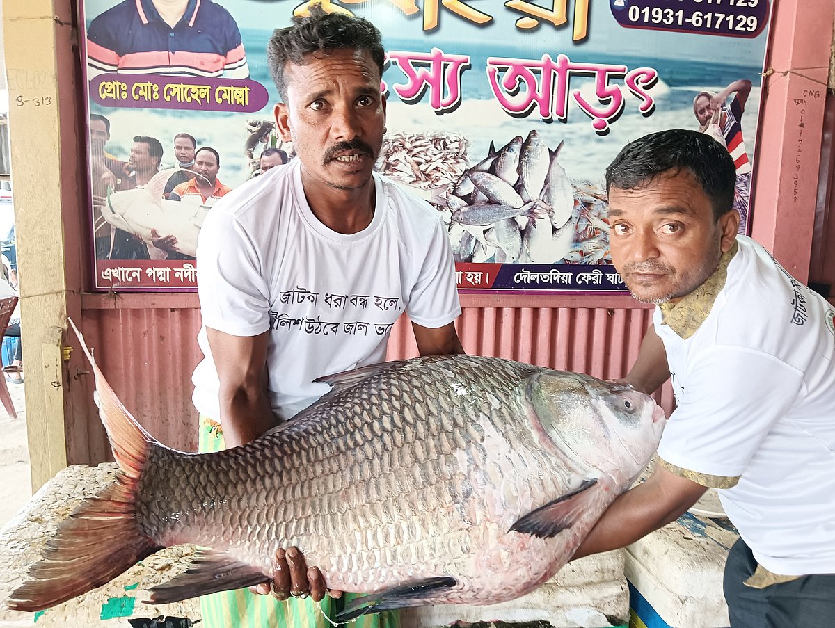 ২৬ কেজি ওজনের কাতলা মাছটি দৌলতদিয়া ফেরি ঘাটের মৎস্য ব্যবসায়ী সোহেল মোল্লা প্রায় ৪০ হাজার টাকায় কেনেন। আজ মঙ্গলবার দুপুরে