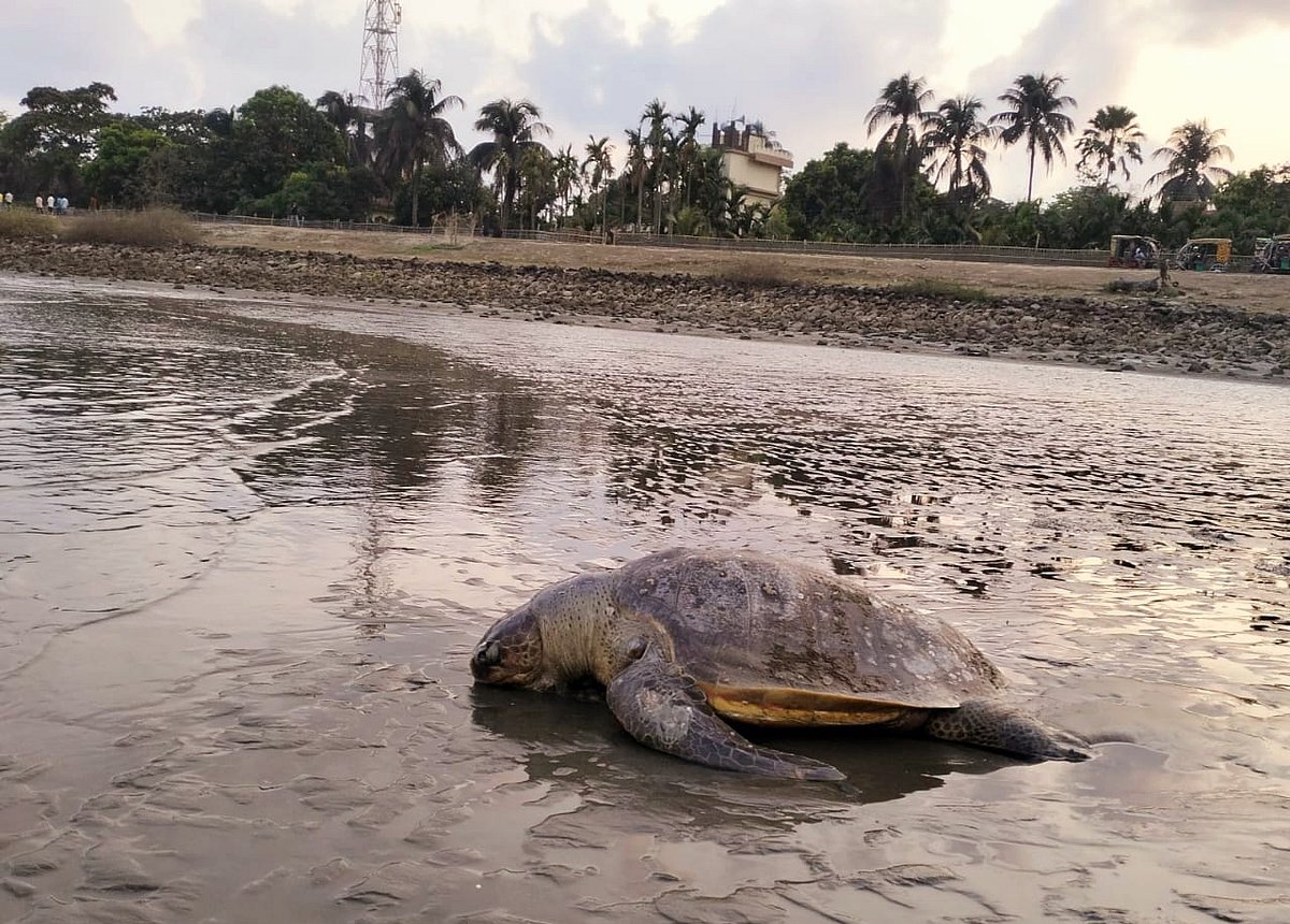 টেকনাফের শাহপরীর দ্বীপ সৈকতে গত সোমবার ভেসে আসে মরা মা কাছিমটি