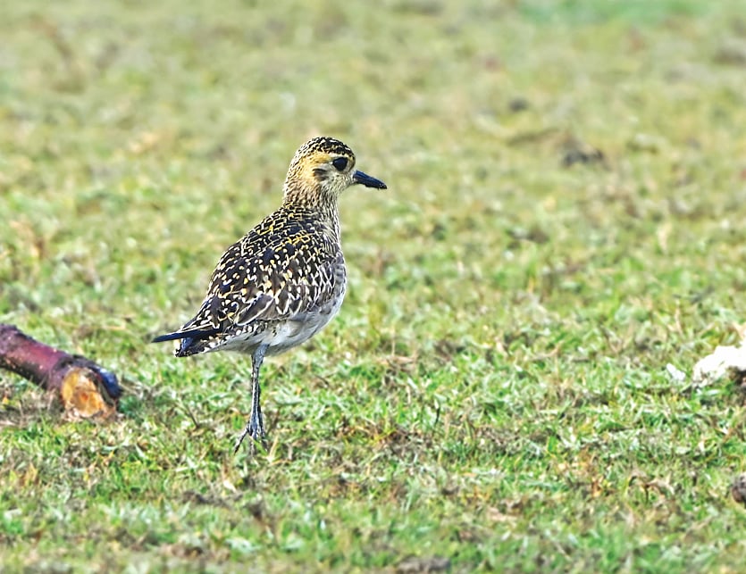 ভোলার ঢালচরের তারুয়া সৈকতের পাশের মাঠে একটি কইতরি চ্যাগা