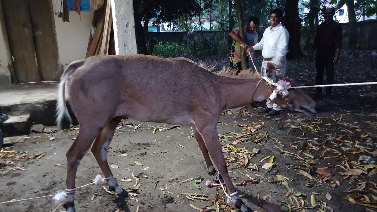 পঞ্চগড়ে উদ্ধার হওয়া নীলগাই। নীলগাইটি চিকিৎসা দেওয়ার পর সন্ধ্যায় পঞ্চগড় বন বিভাগের কার্যালয়ে নেওয়া হয়। বুধবার সন্ধ্যায় বন বিভাগের কার্যালয়ে