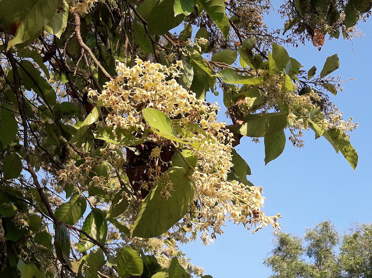 শাল গাছগুলোর চূড়ায় সোনালি-হলুদ আভার ফুল বাতাসে দুলছে। মৌলভীবাজারের বর্ষিজোড়া ইকোপার্কে