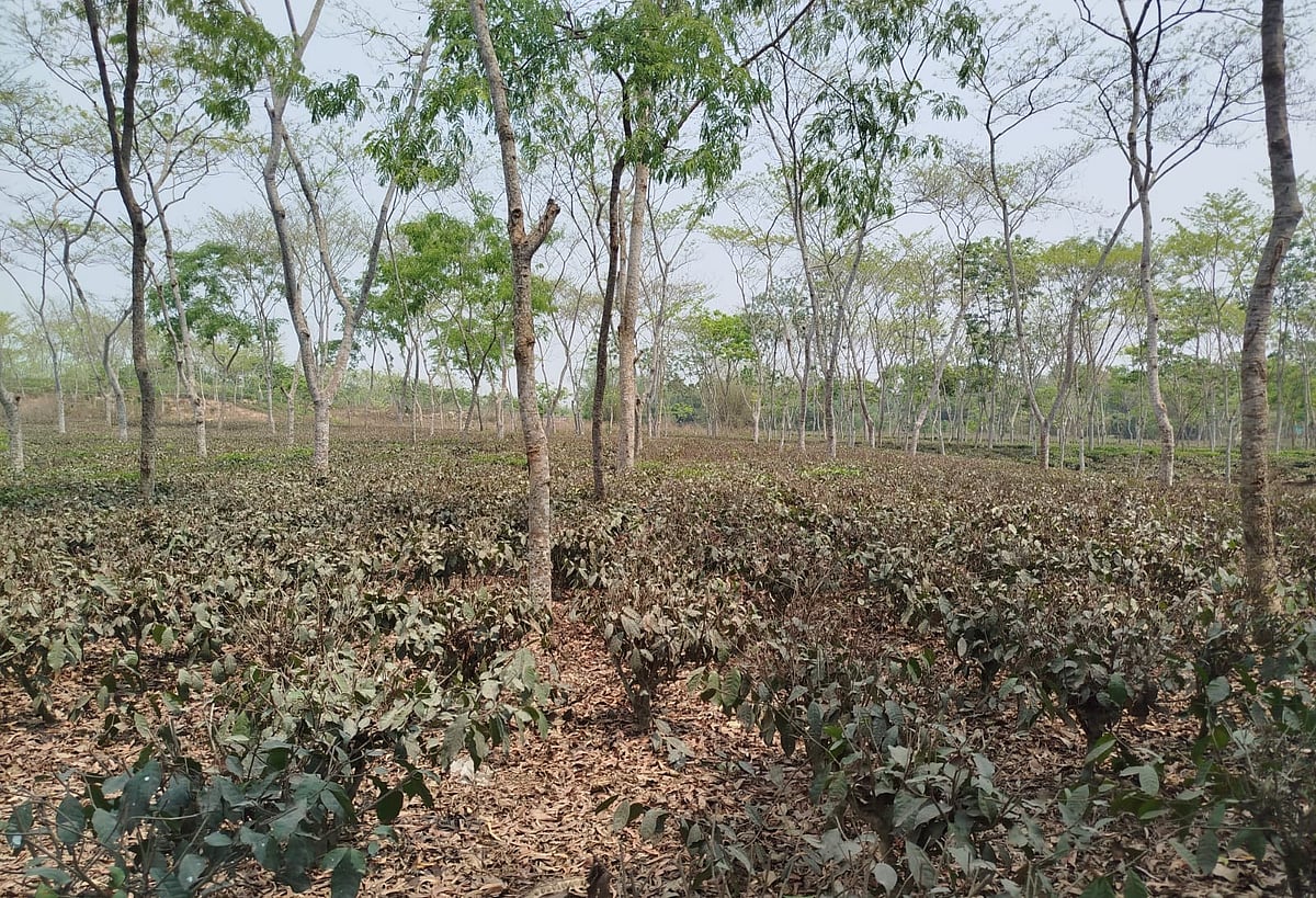 অনাবৃষ্টি ও খরার কারণে হবিগঞ্জের চা-পাতা লালচে হয়ে গেছে। হবিগঞ্জের চুনারুঘাট উপজেলার চন্ডি চা-বাগানে