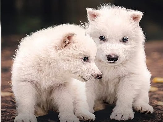 ১২ হাজার বছর আগে বিলুপ্ত হয়ে যাওয়া ডাইর উলফের শাবক