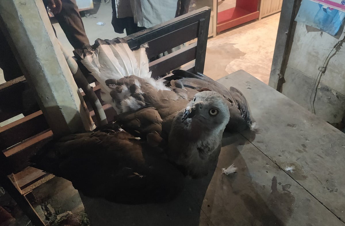 নওগাঁর বদলগাছী উপজেলার শালুককুড়ি এলাকা থেকে উদ্ধার হওয়া গুলিবিদ্ধ ইগল