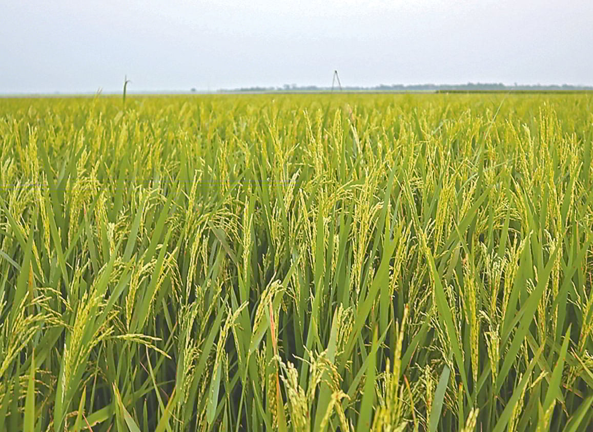 হাওরে এখন সবুজ ধানের হাতছানি। যত দূর তাকানো যায়, শুধু ধান আর ধান। ৭ এপ্রিল মৌলভীবাজারের কাউয়াদীঘি হাওরে