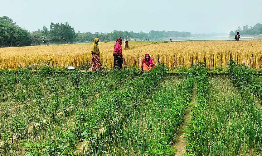 চক গোপাল চরে নিজের লাগানো মরিচ ও গমের খেতে নারী কৃষকেরা। গত সোমবার দিনাজপুর সদর উপজেলার বনতাড়া চক গোপাল এলাকায়