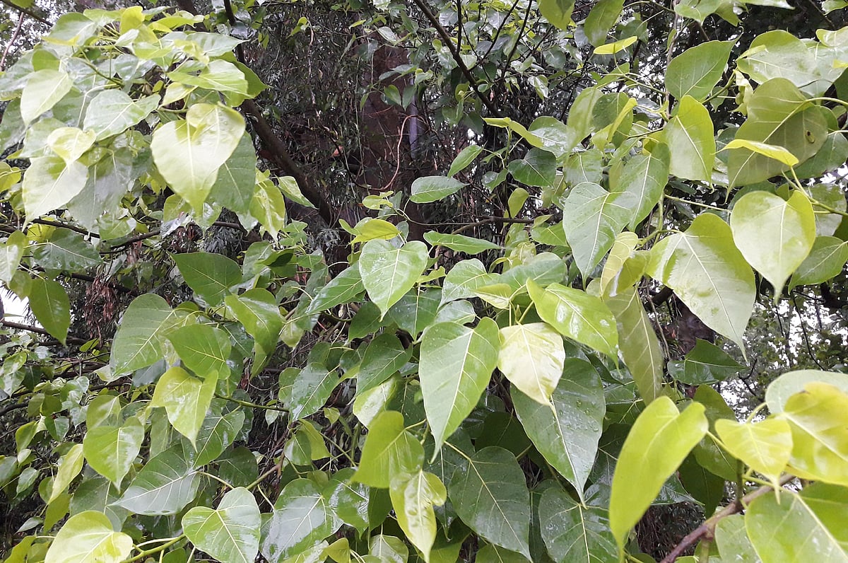 বৃষ্টিতে বটের পাতায় লাবণ্য ফিরেছে। শনিবার সকালে মৌলভীবাজার শহরের কোর্ট রোডে