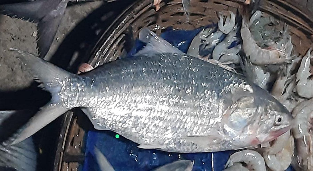 টেকনাফে ধরা পড়া ২ কেজি ১০০ গ্রাম ওজনের ইলিশ