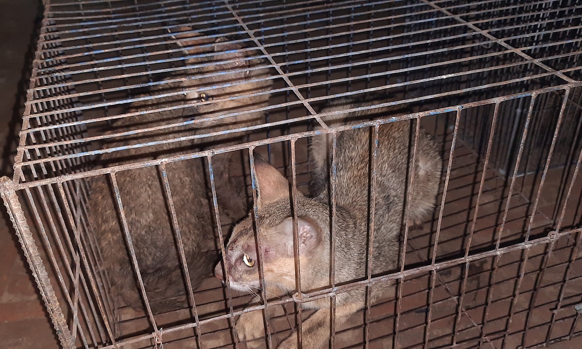 গজনী অবকাশকেন্দ্রের মিনি চিড়িয়াখানায় অভিযান চালিয়ে সাত প্রজাতির প্রাণী জব্দ করেছে বন্য প্রাণী অপরাধ দমন টিম