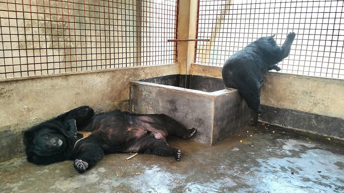 খাঁচায় শুয়ে আছে পঙ্গু ভালুকটি। তাঁর সঙ্গীও চুপচাপ বসে আছে খাঁচার এক কোণে। গত বৃহস্পতিবার বান্দরবানের মেঘলা পর্যটন কেন্দ্রে