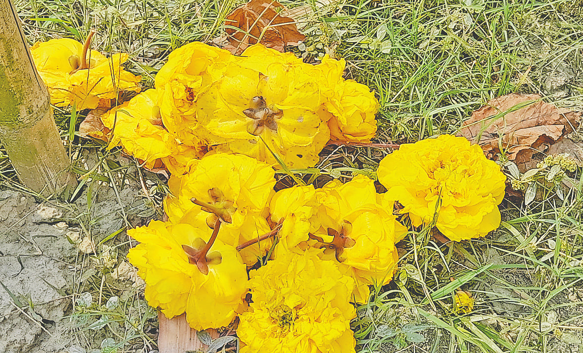 মুন্সিগঞ্জের সিরাজদিখান উপজেলার কাজী গার্ডেনে ফুটেছে মেক্সিকান বাটারকাপ ফুল