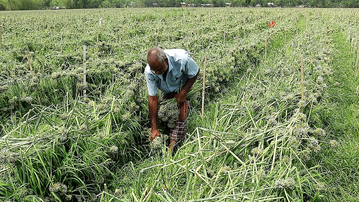 শিলাবৃষ্টি ও ঝড়ে পেঁয়াজবীজের খেত ক্ষতিগ্রস্ত হয়েছে। এতে চাষিরা আর্থিক ক্ষতির মুখে পড়েছেন। রোববার ঠাকুরগাঁওয়ের বালিয়াডাঙ্গী উপজেলার মধ্য চাড়োল গ্রামে