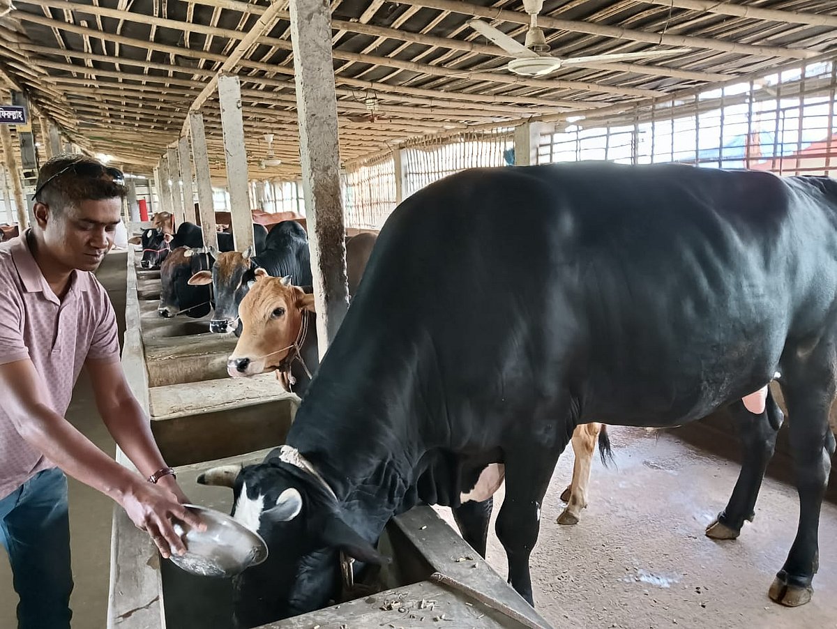 নিজের খামারে গরুকে খাবার দিতে ব্যস্ত রংপুরের তারাগঞ্জের আলমপুর ইউনিয়নের ভীমপুর হাজীপাড়া গ্রামের হামিদুর রহমান