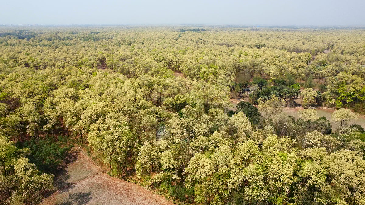 গাজীপুরের অধিকাংশ এলাকাজুড়ে এখন শাল-গজারির ফুল ফুটেছে