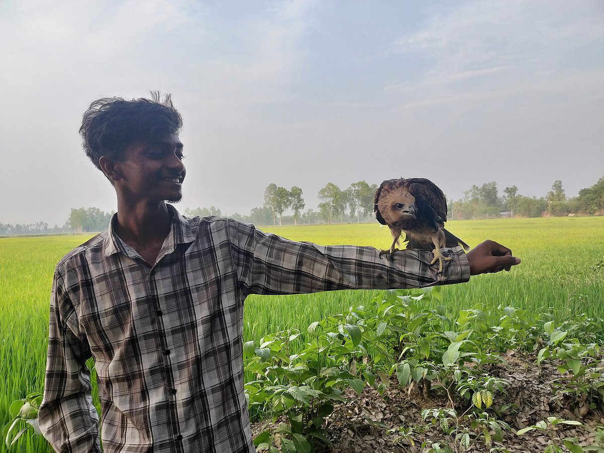 অভিরূপের পোষ মানা দুটি শঙ্খচিলের একটি