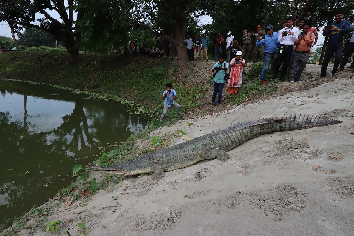 পুকুরে ঘড়িয়াল ছেড়ে প্রজননকেন্দ্রের উদ্বোধন। আজ মঙ্গলবার সকালে বন বিভাগের পবা নার্সারির রেসকিউ সেন্টারে