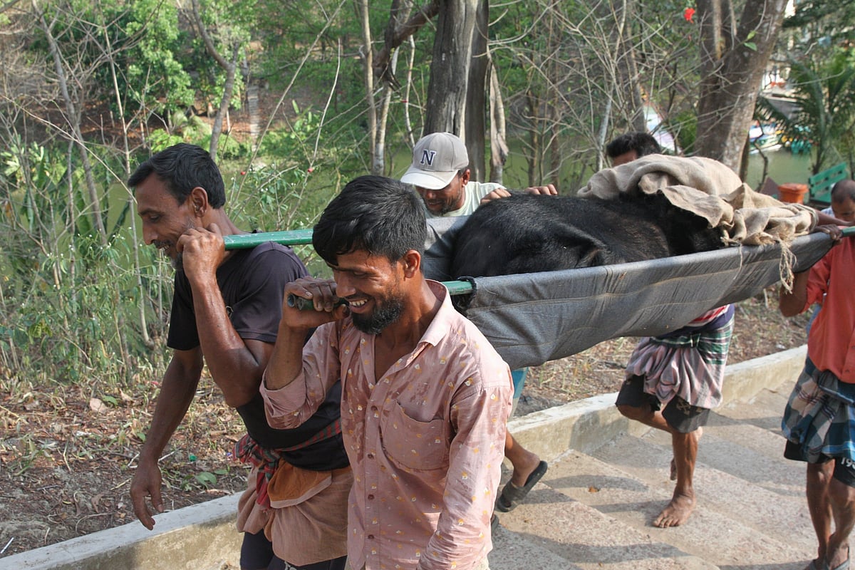 অসুস্থ ভালুক চিকিৎসার জন্য নিয়ে যাওয়া হচ্ছে ডুলাহাজারা সাফারি পার্কে। বুধবার বান্দরবানের মেঘলা পর্যটন কমপ্লেক্সে