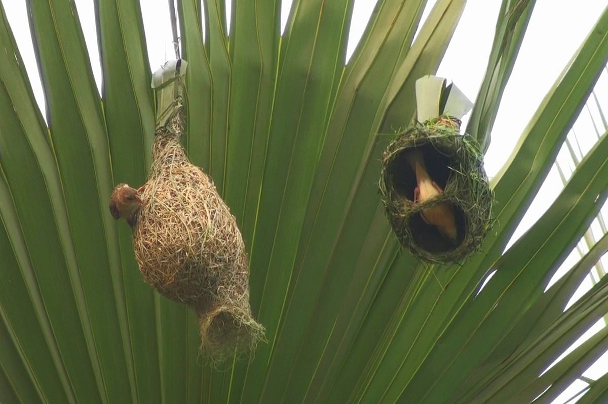 শত শত বছর ধরে স্থপতি বাবুই পাখির আশ্রয় হয়ে আছে তালগাছ