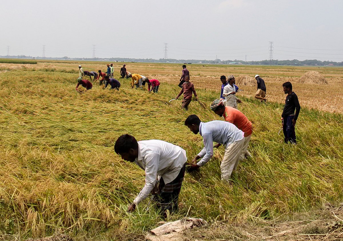 হাওরের সোনালি ধান কাটায় ব্যস্ত দেশের বিভিন্ন এলাকা থেকে আসা কৃষিশ্রমিকেরা। গত মঙ্গলবার কিশোরগঞ্জের করিমগঞ্জ উপজেলার বড় হাওরে