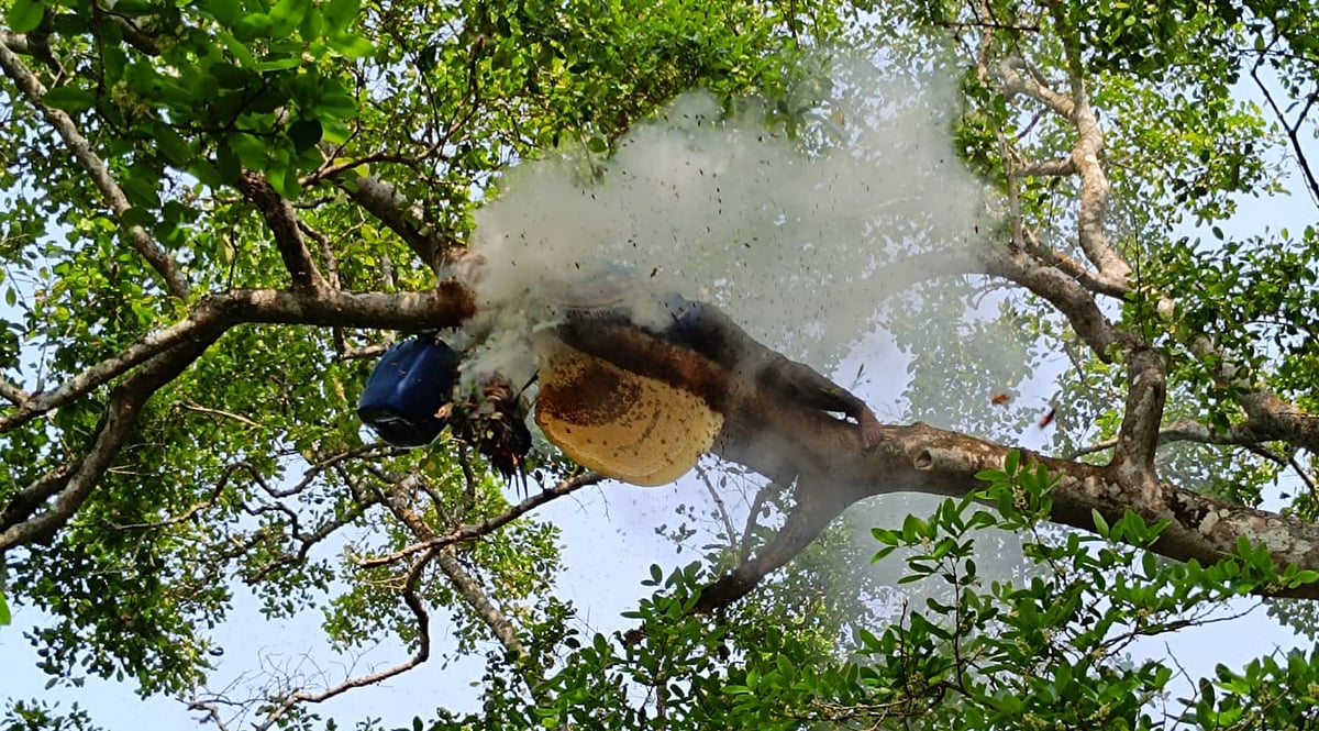 মধু সংগ্রহ করছেন মৌয়ালেরা। সম্প্রতি সুন্দরবনের ঝপঝপিয়া নদীর তীরবর্তী এলাকায়