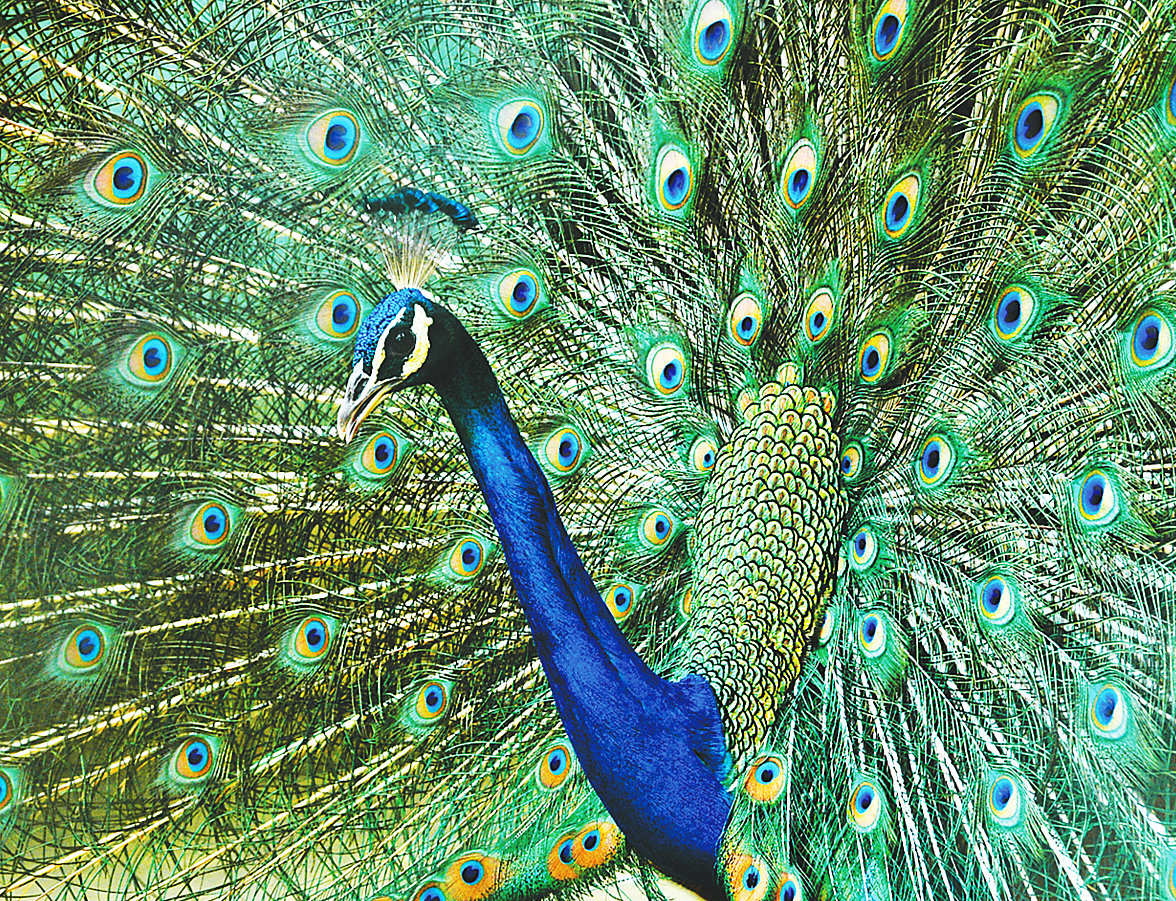 দেশে উন্মুক্ত পরিবেশে আর ময়ূর নেই। আছে শুধু চিড়িয়াখানা ও সাফারি পার্কে