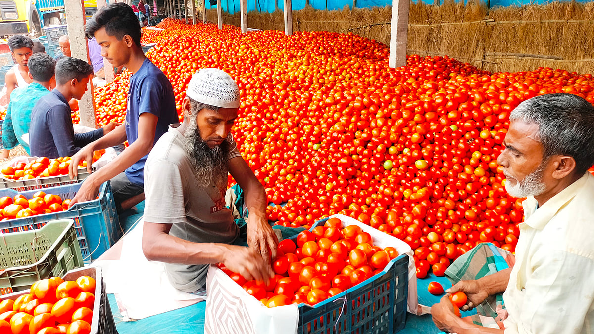 নব্বইয়ের দশকে দিনাজপুর সদর উপজেলার গর্ভেশ্বরী নদীর তীরে গাবুড়া এলাকায় টমেটোর বাজারটি শুরু হয়