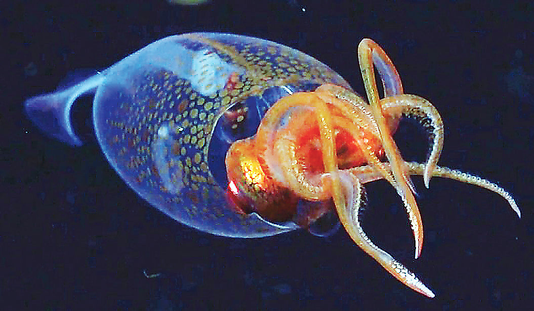 স্কুইডটি দেখা গেছে দক্ষিণ আটলান্টিক মহাসাগরে পানির ১ হাজার ৯৬৮ ফুট 
(৬০০ মিটার) নিচে