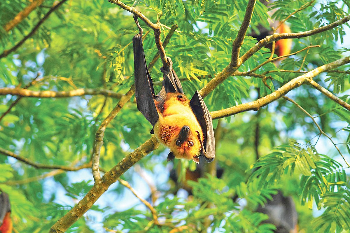 বড় বাদুড়—বাগেরহাটের মোংলার জয়মণি থেকে সম্প্রতি তোলা