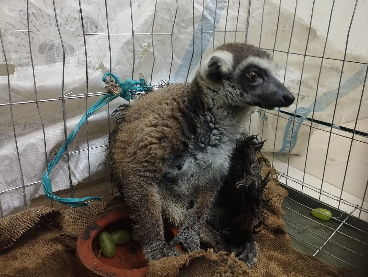 চুরি যাওয়া একটি লেমুর উদ্ধার করে সাফারি পার্কে ফেরত আনা হয়েছে