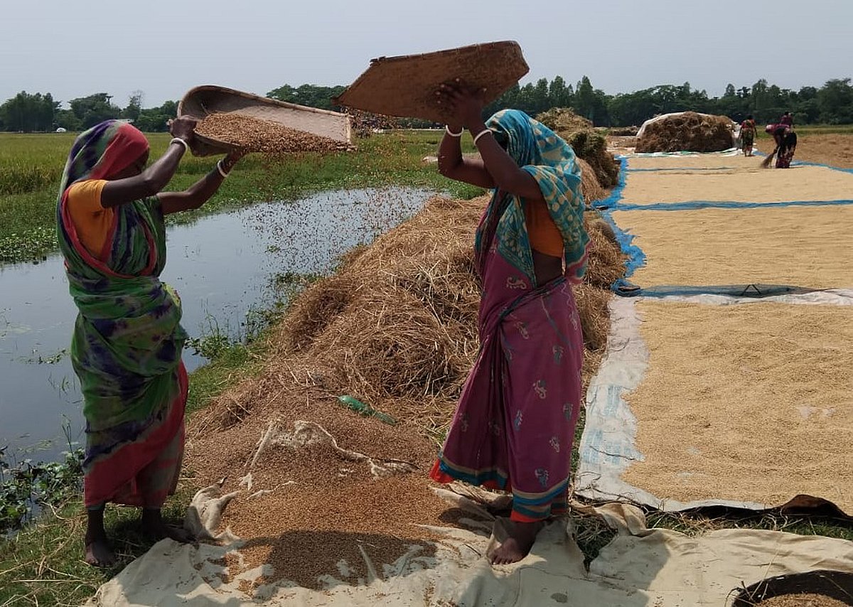 কুলায় বোরো ধান ঝাড়াই করছেন দুই নারী। আজ দুপুরে মৌলভীবাজারের কাউয়াদীঘি হাওর পাড়ে