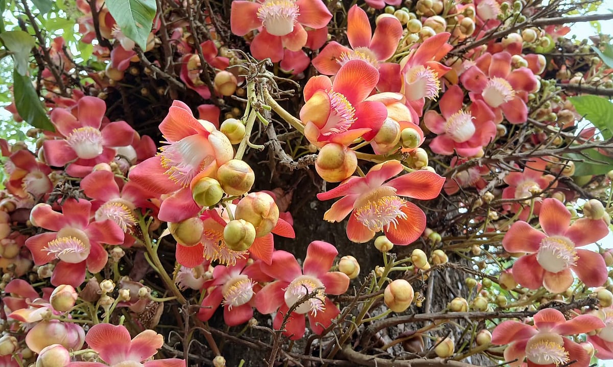 মৌলভীবাজারের শ্রীমঙ্গল উপজেলার শহরশ্রীর একটি বাড়িতে আছে দুর্লভ গাছ ‘নাগলিঙ্গম’