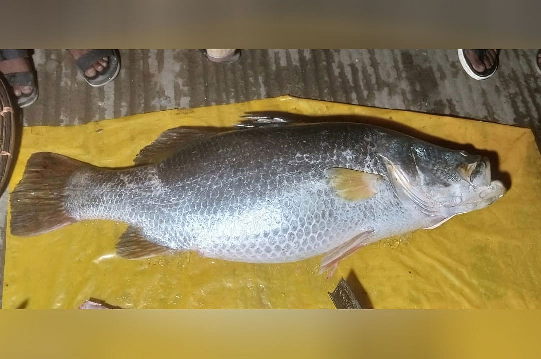 কক্সবাজারের টেকনাফের নাফ নদীতে ধরা পড়া ৩৮ কেজি ওজনের কোরাল মাছ। আজ সন্ধ্যায় তোলা