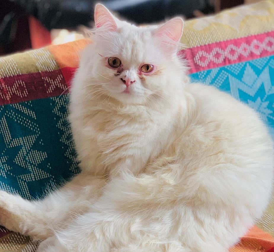 মাইকিং করার পর হারিয়ে যাওয়া বিড়ালটির সন্ধান পাওয়া গেছে