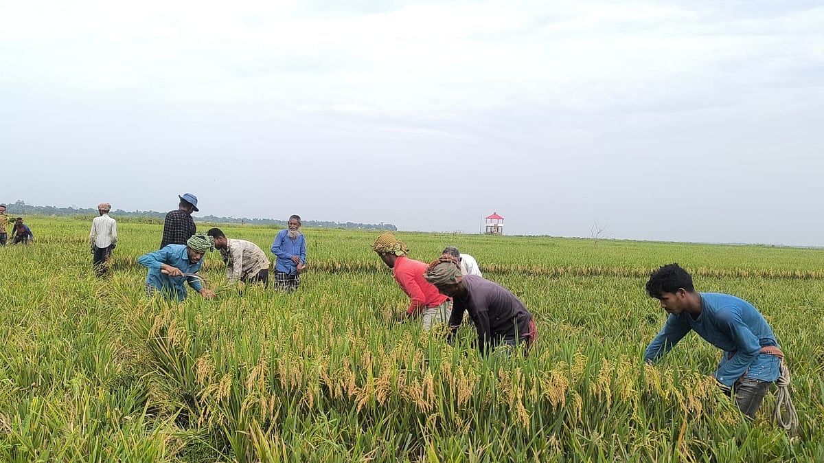 সুনামগঞ্জের বিশ্বম্ভরপুর উপজেলার খরচার হাওরে বোরো ধান কাটছেন কৃষকেরা। গতকাল শনিবার দুপুরে তোলা