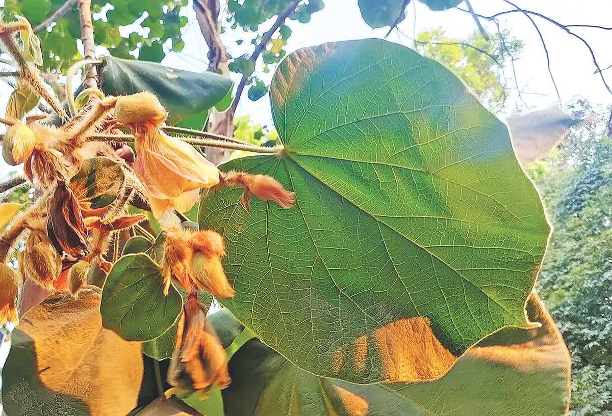 রমনা উদ্যানে ফুল ফোটা কাশীপালাগাছ