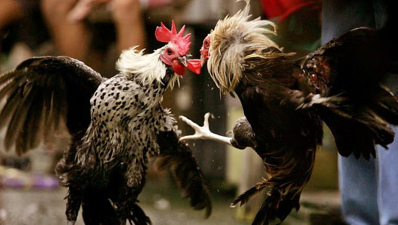 মোরগ লড়াই
