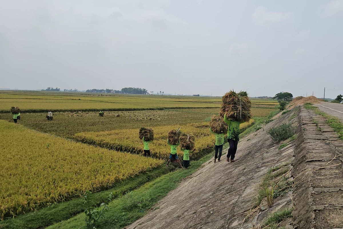 কিশোরগঞ্জের হাওরে পুরোদমে ধান কাটা শুরু হয়েছে। মনের আনন্দ ধরে রাখাতে ধাওয়ালরা এবার দলগতভাবে রঙিন জার্সি গায়ে দিয়ে ধান কাটছেন, কৃষকের বাড়ি পৌঁছে দিচ্ছেন। গত শনিবার অষ্টগ্রামের বাঙ্গালপাড়া ইউনিয়নের নোয়াগাঁও এলাকায়