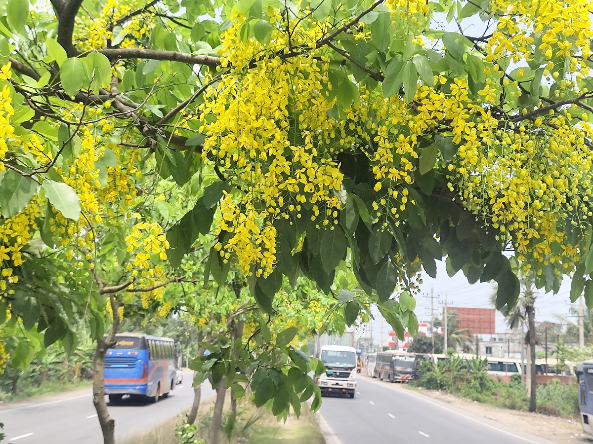 সোনালুর সোনার আভায় সেজেছে ঢাকা-চট্টগ্রাম মহাসড়কের কুমিল্লা অংশ। কুমিল্লার কোটবাড়ি বিশ্বরোড এলাকায়