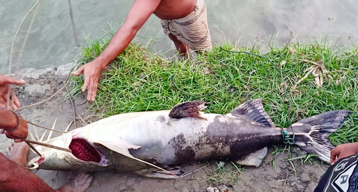 মানিকগঞ্জে এক ব্যক্তির খইয়া জালে ৩০ কেজি ওজনের বাগাড় মাছটি ধরা পড়ে। গতকাল সোমবার সন্ধ্যায়