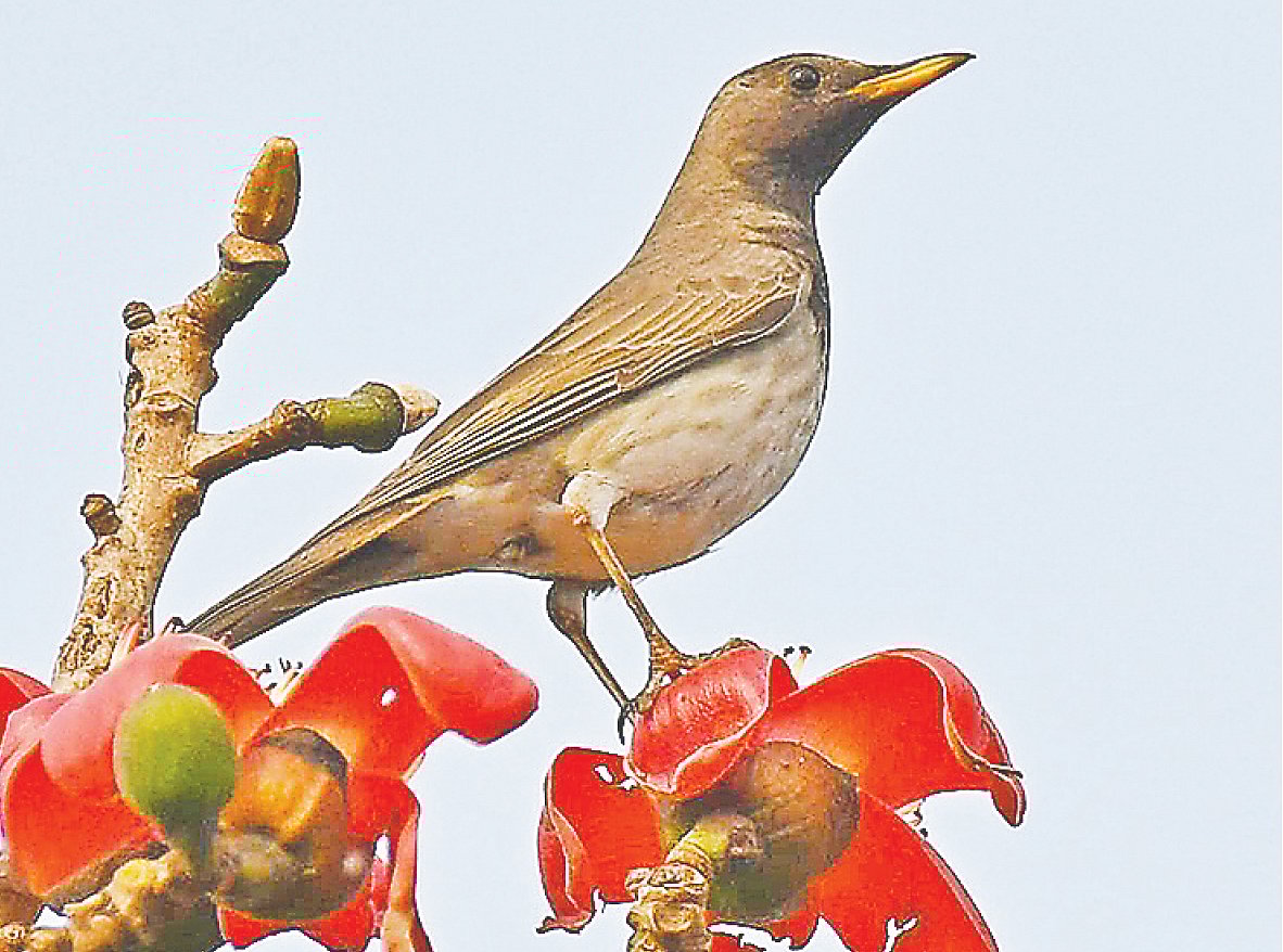শিমুল ফুলের ওপর দাঁড়িয়ে আছে কালোগলা দামা। কেরানীগঞ্জে ধলেশ্বরীর পাড়ে