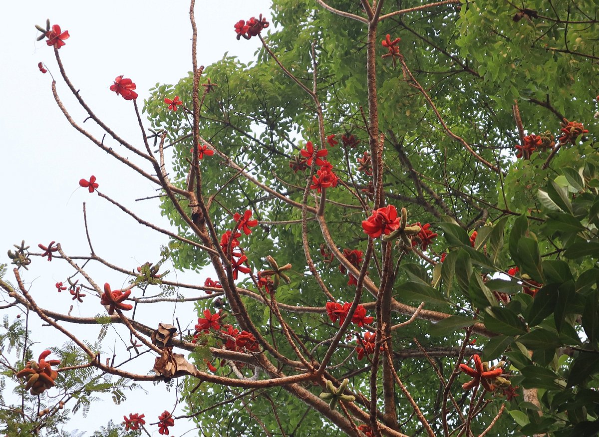 উদাল গাছে থোকা থোকা লাল ফল ঝুলে আছে। মৌলভীবাজার শহরের কোর্ট রোডে কোদালীছড়ার পাড়ে