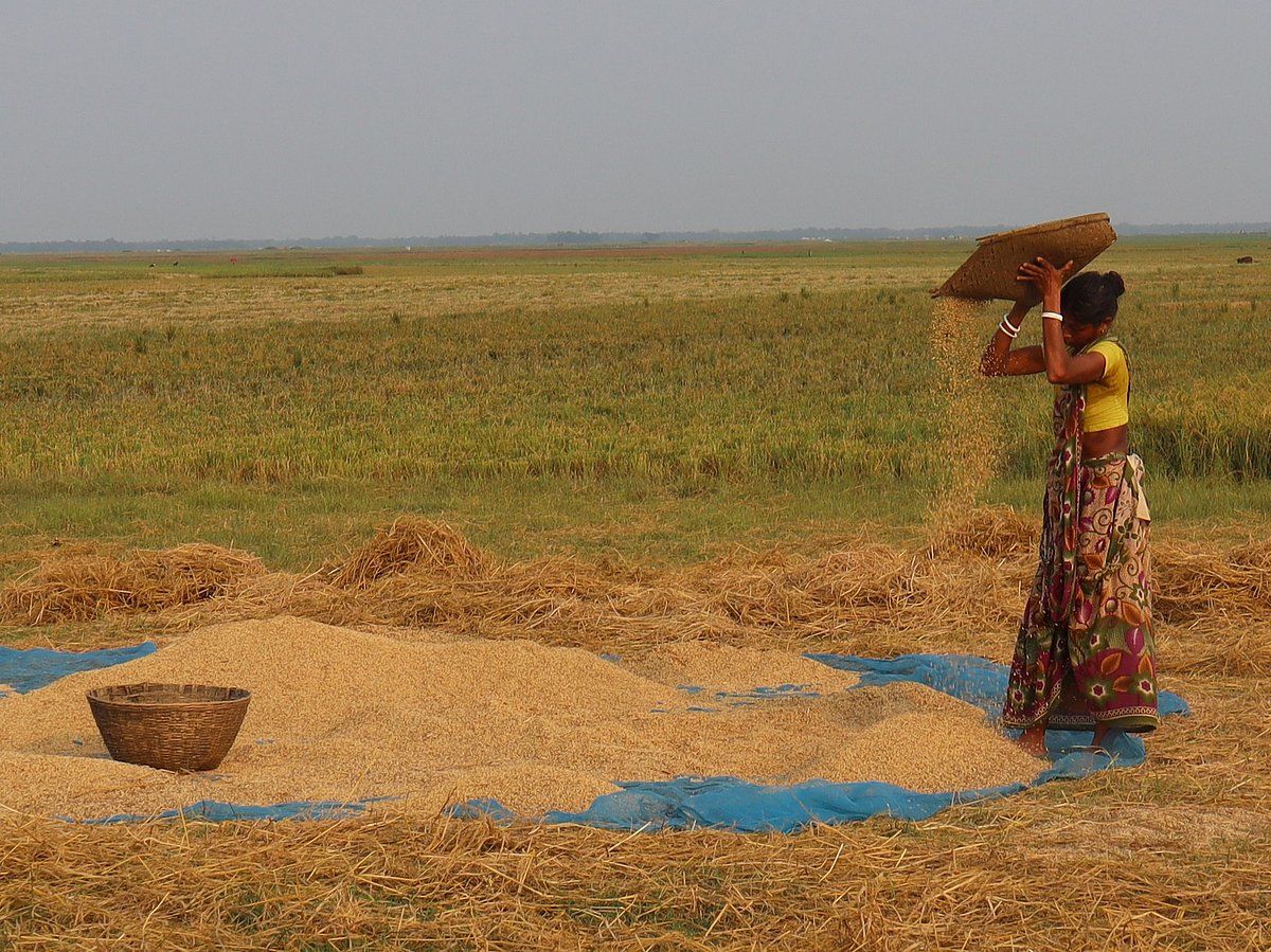 কুলায় ধান ঝাড়ছেন এক নারী। গত রোববার বিকেলে মৌলভীবাজারের কাউয়াদীঘি হাওরপারে
